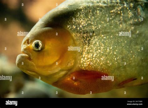 Red piranha (Pygocentrus nattereri), a predaceous carnivore native to the Amazon River Basin, at ...