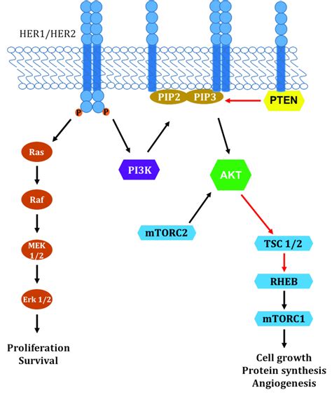 Tyrosine Kinase Receptor Pathway