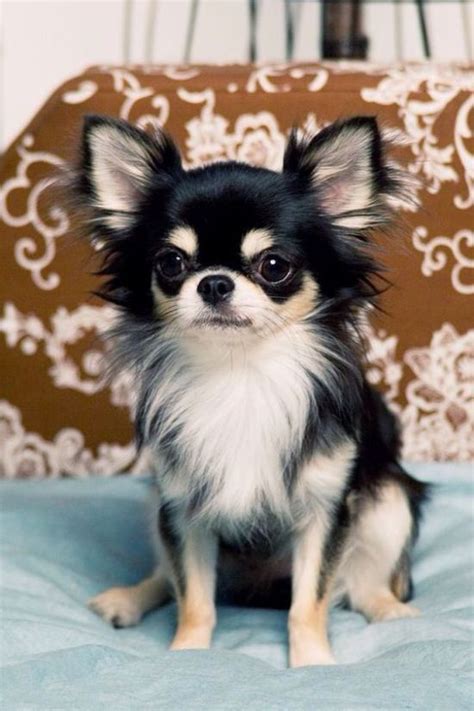 Pomeranian Chihuahua Mix Lifespan - Pets Lovers