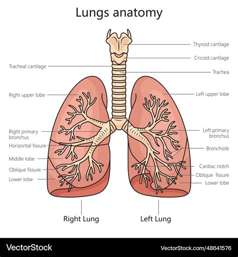 -10+ The Lungs Labeled Diagram - HashemNahla