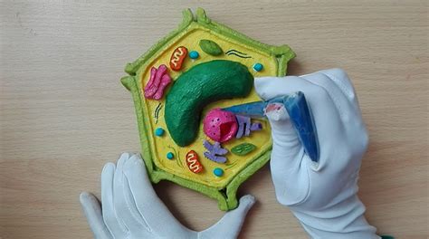 Plant Cell 3d Model Clay