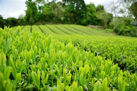 Where Do Tea Leaves Come From? Learn How Tea Grows - Zojirushi Food & Culture Blog