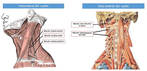 Grupo muscular profundo lateral de los músculos del cuello | Dolopedia