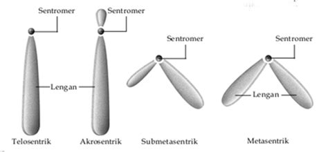 Pengertian Struktur dan Fungsi Kromosom Pada Manusia - Generasi Biologi