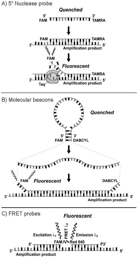 Real-time probe technologies. (A) 5 nuclease (TaqMan) probe. (B ...