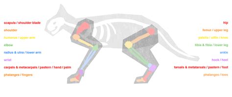 Quadruped Anatomy for Animators