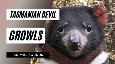 The Animal Sounds: Tasmanian Devil Growls / Sound Effect / Animation - YouTube