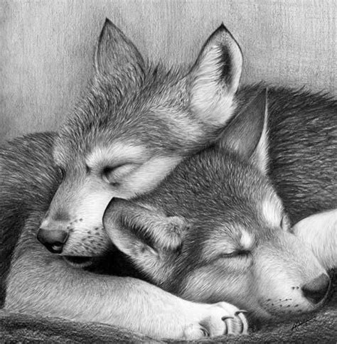 Ilusiones Ópticas™ on Twitter | Realistic animal drawings, Animal ...