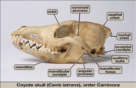 Coyote Skull Diagram (With images) | Animal skulls, Zoology, Coyote skull