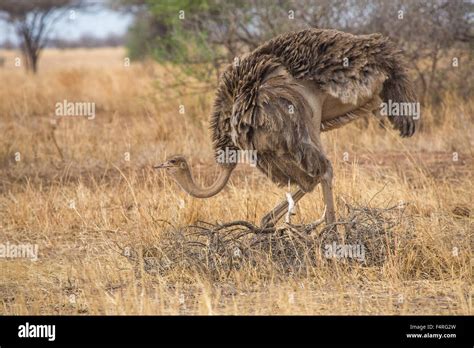 Africa, African, ostrich, safari, travel, savanna, ostrich, Tanzania ...