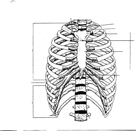 Rib Cage Anatomy Labeled Rib Cage Anatomy Human Anatomy We Hope 14994 ...