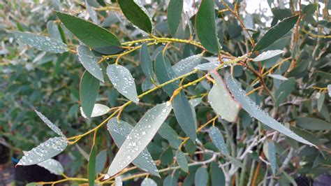 Eucalyptus pauciflora subsp. niphophila 'Mt Bogong' - Dwarf Alpine Snow Gum - Hardy Eucalyptus