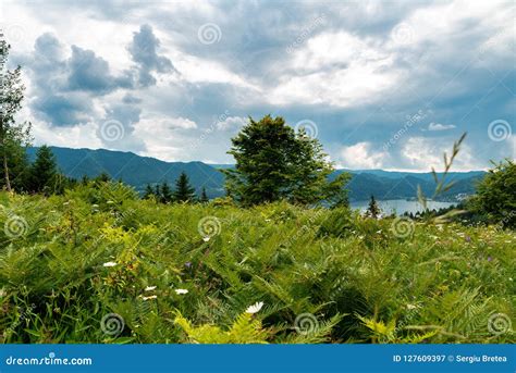 Mountain Plateau Vegetation On A Summer Day Stock Image - Image of distance, near: 127609397