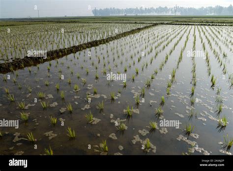 Irrigation by Deep tube well is being done on transplanted rice ...