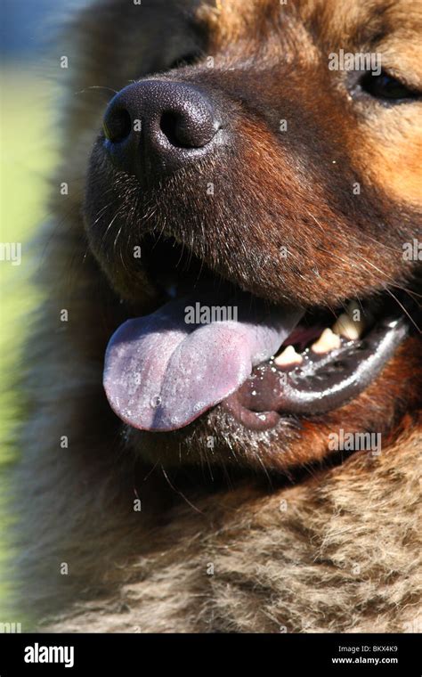 male Eurasian Dog Stock Photo - Alamy