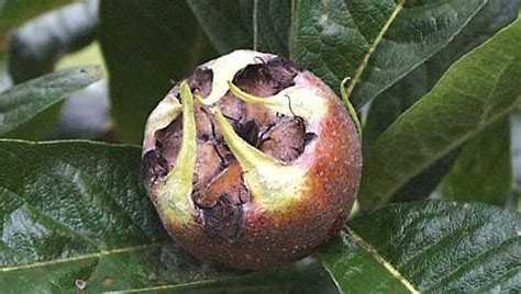 Common medlar | tree | Britannica