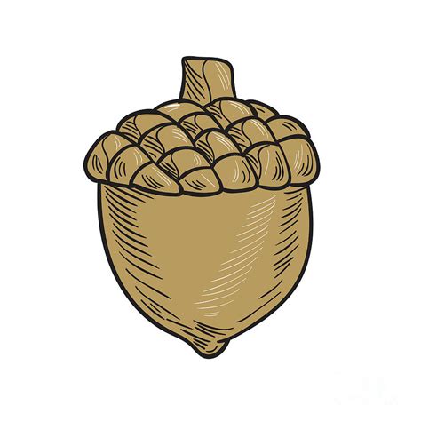 Acorn Drawing Digital Art by Aloysius Patrimonio