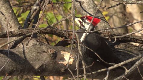 Pileated Woodpecker Call - YouTube