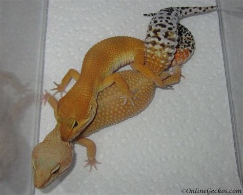 Leopard Gecko Breeding Season 2018 - OnlineGeckos.com Gecko Breeder