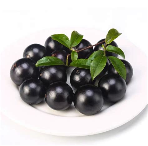 Jabuticaba Fruit Tree : The Jaboticaba The Perfect Food Forest Addition The Permaculture ...