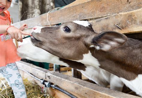 Ekka Animals - It's that time of the year again. Enjoy the show!