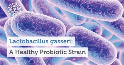 Lactobacillus gasseri: A Healthy Probiotic Strain