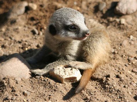 The Most Adorable Baby Meerkat Photos Ever Put Online (20 pics) - Izismile.com