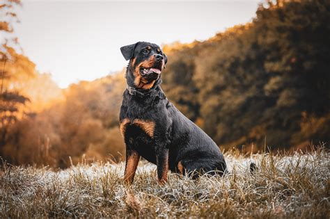 Rottweiler Angry Wallpaper