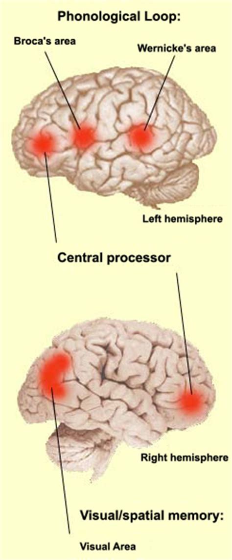 THE BRAIN FROM TOP TO BOTTOM