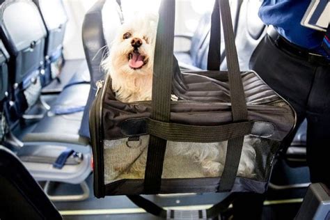 The Ins and Outs of Pet Passports