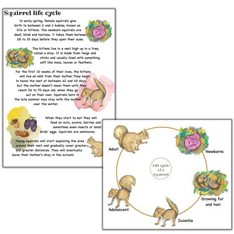 Squirrel Unit Study Squirrel Life Cycle Squirrel Anatomy - Etsy