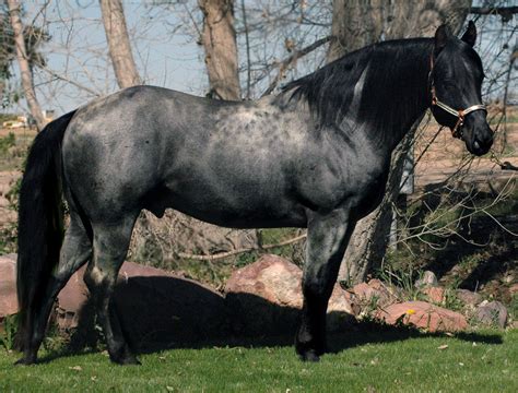 Black Hawk Blue Roan Stallion, 100% Roan Color Producer