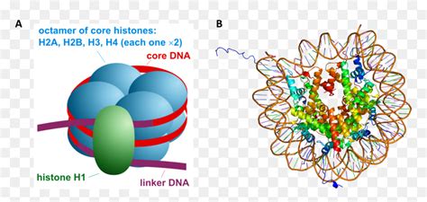 Packaging Of Dna In Eukaryotes, HD Png Download - vhv