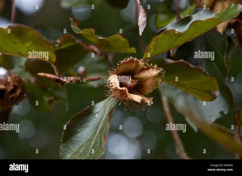 Beech tree seeds hi-res stock photography and images - Alamy