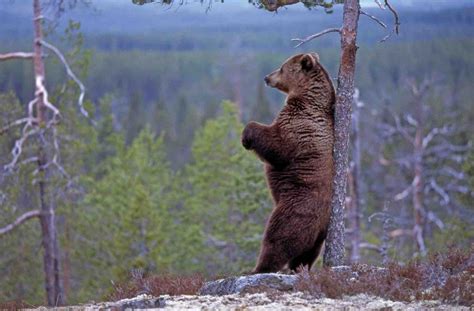 Finland's national animal is a bear. #Finland #national #animal #bear | Amazing animal pictures ...