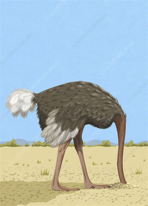 Ostrich with head in the sand, illustration - Stock Image - C039/9058 - Science Photo Library