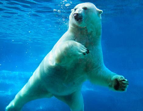 Polar Bear Swimming Underwater Stock Photo - Download Image Now - iStock