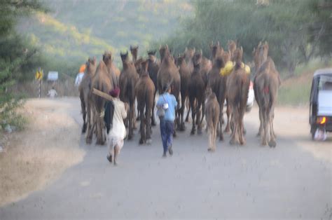 Pushkar Fair Rajasthan - Free photo on Pixabay - Pixabay