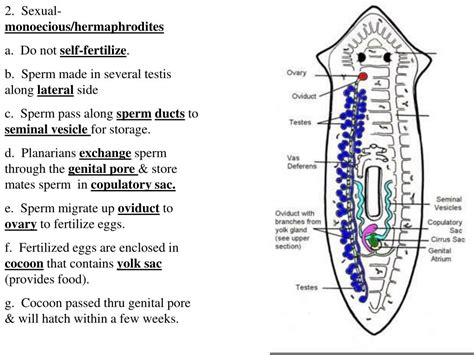 Ppt Platyhelminthes The Flatworms Powerpoint