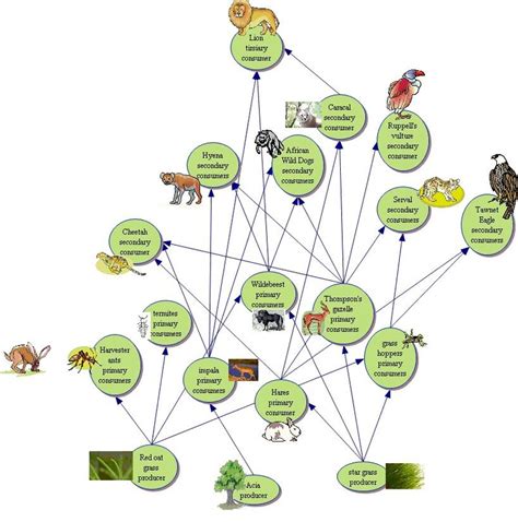 Flow of Energy - Biome: Savanna