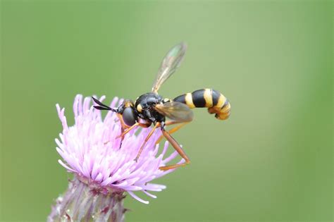 Conops quadrifasciatus | Conops quadrifasciatus female | Flickr