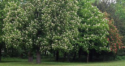 About Buckeye & Horse Chestnut Trees - Midwest Gardening