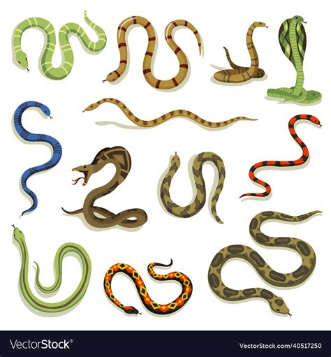 Venomous snakes danger animals different colors Vector Image