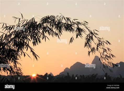 China, Guangxi, Yangshuo, sunrise, bamboo Stock Photo - Alamy