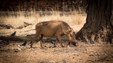 Namibia Wildlife Africa - Free photo on Pixabay - Pixabay