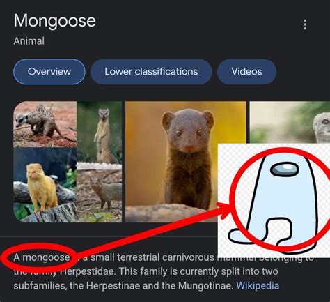 a mongoose. : r/memes