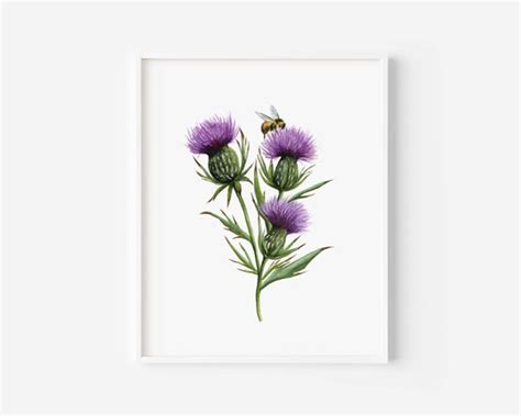 Scottish Thistle Watercolor Painting Scottish Thistle Art - Etsy