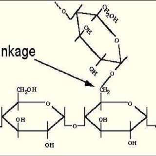 1 Amylose molecule structure | Download Scientific Diagram