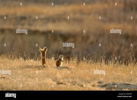 Black tailed prairie dog (Cynomys ludovicianus) 'jump yipping', Theodore Roosevelt NP (South ...