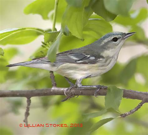 STOKES BIRDING BLOG: Cerulean Warblers migrating now!